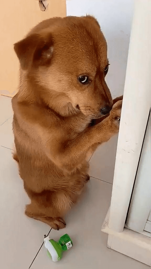 Kibble