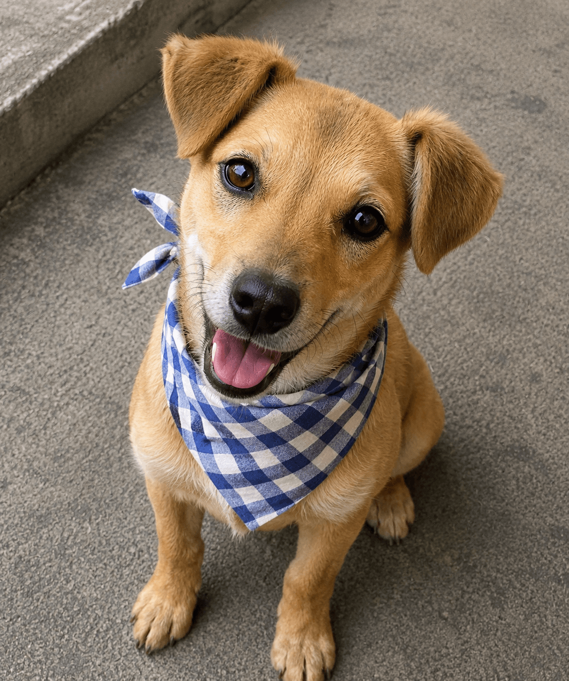 A happy dog wearing a blue bandana